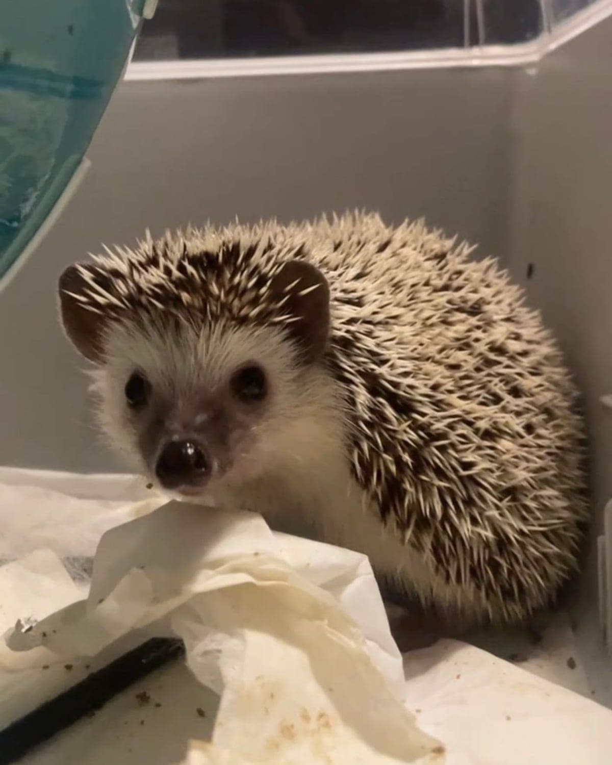 Erizo rescatado en recuperación