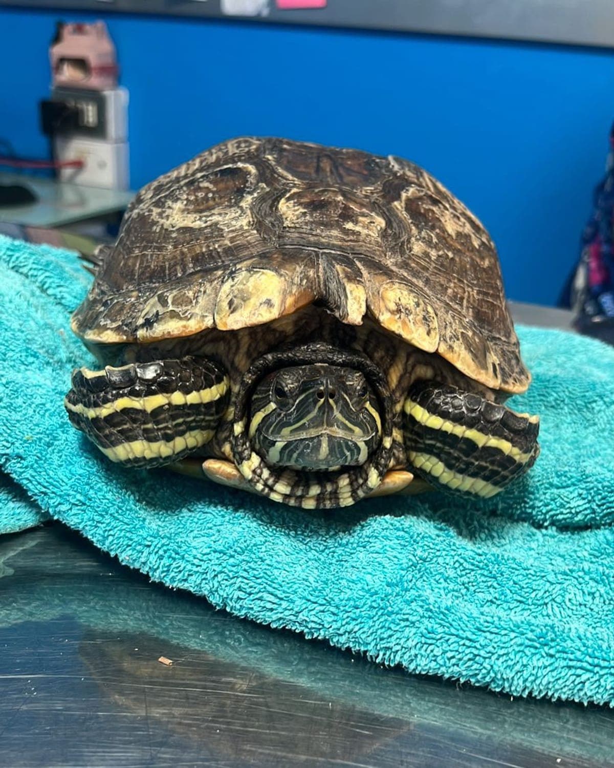 Tortuga rescatada en revisión veterinaria